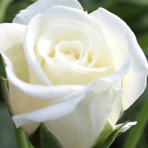 Поръчка на рози - мини родословни рози - бял - Pоза Счнеекüссчен ® - без аромат - W. Кордес & Сонс - -